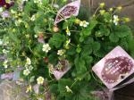 鉢花、入荷しました。｜「ハナコー生花」　（三重県志摩市の花キューピット加盟店 花屋）のブログ