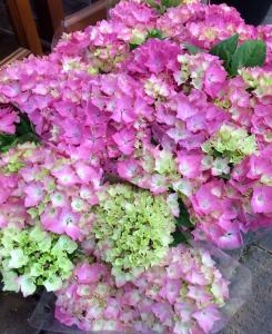 あじさい鉢　入荷しました。｜「ハナコー生花」　（三重県志摩市の花キューピット加盟店 花屋）のブログ