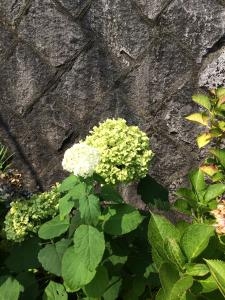 アナベルの色が変わりました。｜「ハナコー生花」　（三重県志摩市の花キューピット加盟店 花屋）のブログ