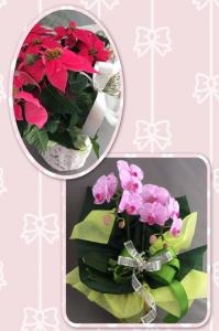 花鉢のラッピング講習会に行ってきました。｜「ハナコー生花」　（三重県志摩市の花キューピット加盟店 花屋）のブログ