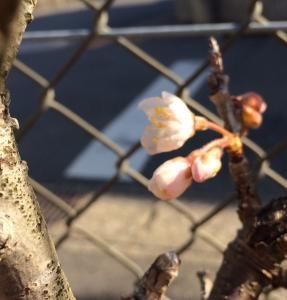 桜の花 見つけました。｜「ハナコー生花」　（三重県志摩市の花キューピット加盟店 花屋）のブログ