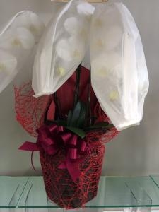 強風だけで、ホッと｜「ハナコー生花」　（三重県志摩市の花キューピット加盟店 花屋）のブログ