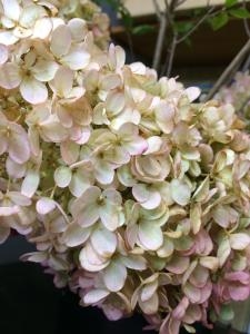 ミナヅキ｜「ハナコー生花」　（三重県志摩市の花キューピット加盟店 花屋）のブログ
