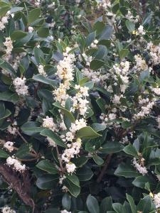 満開に咲きました。｜「ハナコー生花」　（三重県志摩市の花キューピット加盟店 花屋）のブログ