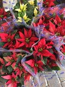 冬の花鉢入荷しました｜「ハナコー生花」　（三重県志摩市の花キューピット加盟店 花屋）のブログ
