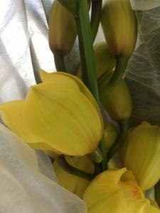 冬が暖かい？｜「ハナコー生花」　（三重県志摩市の花キューピット加盟店 花屋）のブログ