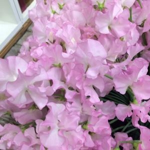 スイートピーの和名から｜「ハナコー生花」　（三重県志摩市の花キューピット加盟店 花屋）のブログ