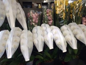 暖冬と言われてましたが、｜「ハナコー生花」　（三重県志摩市の花キューピット加盟店 花屋）のブログ
