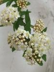 枝物入荷。｜「ハナコー生花」　（三重県志摩市の花キューピット加盟店 花屋）のブログ