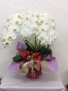 お祝いの花｜「ハナコー生花」　（三重県志摩市の花キューピット加盟店 花屋）のブログ