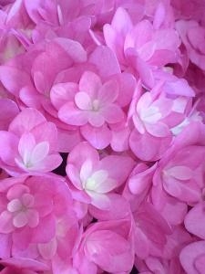 母の日にオススメ「あじさい」入荷しました。｜「ハナコー生花」　（三重県志摩市の花キューピット加盟店 花屋）のブログ