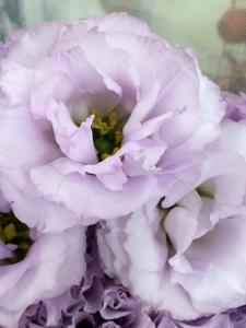 本日入荷の切花｜「ハナコー生花」　（三重県志摩市の花キューピット加盟店 花屋）のブログ