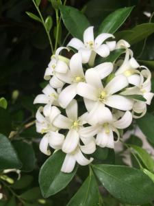 シルクジャスミン鉢、いい香りがします。｜「ハナコー生花」　（三重県志摩市の花キューピット加盟店 花屋）のブログ