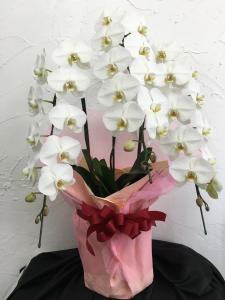 お祝いの胡蝶蘭鉢お届けしました。｜「ハナコー生花」　（三重県志摩市の花キューピット加盟店 花屋）のブログ