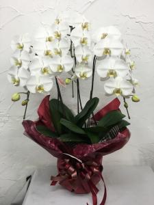 またまた、お祝いの胡蝶蘭鉢。｜「ハナコー生花」　（三重県志摩市の花キューピット加盟店 花屋）のブログ