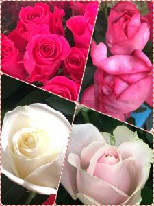切花入荷｜「ハナコー生花」　（三重県志摩市の花キューピット加盟店 花屋）のブログ