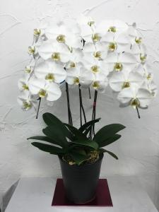 冬のギフトに胡蝶蘭鉢はいかがですか？｜「ハナコー生花」　（三重県志摩市の花キューピット加盟店 花屋）のブログ