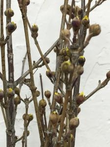 枝物いろいろ 入荷しました｜「ハナコー生花」　（三重県志摩市の花キューピット加盟店 花屋）のブログ