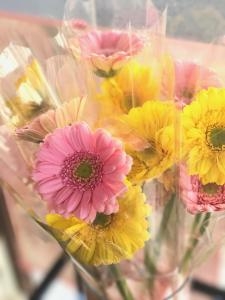 お世話になった先生へ1輪花 花屋ブログ 三重県志摩市の花屋 ハナコー生花にフラワーギフトはお任せください 当店は 安心と信頼の花 キューピット加盟店です 花キューピットタウン