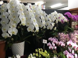 店内鉢物でいっぱいです。｜「ハナコー生花」　（三重県志摩市の花キューピット加盟店 花屋）のブログ