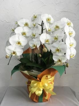 開店のお祝いに｜「ハナコー生花」　（三重県志摩市の花キューピット加盟店 花屋）のブログ