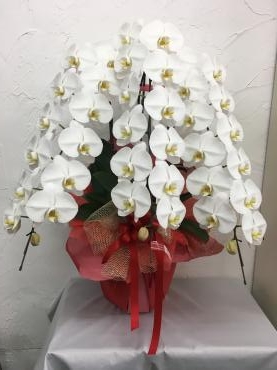 お祝いの胡蝶蘭鉢 お届け｜「ハナコー生花」　（三重県志摩市の花キューピット加盟店 花屋）のブログ