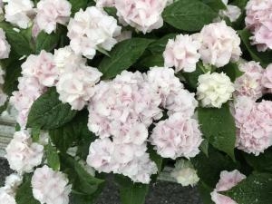 人気アジサイ鉢 入荷しました。｜「ハナコー生花」　（三重県志摩市の花キューピット加盟店 花屋）のブログ