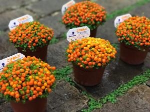かわいいですよね、コケサンゴ｜「ハナコー生花」　（三重県志摩市の花キューピット加盟店 花屋）のブログ