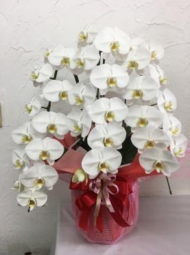 お祝いの胡蝶蘭鉢お届け｜「ハナコー生花」　（三重県志摩市の花キューピット加盟店 花屋）のブログ