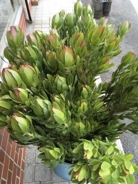 リューカデンドロン 入荷しました 花屋ブログ 三重県志摩市の花屋 ハナコー生花にフラワーギフトはお任せください 当店は 安心と信頼の花 キューピット加盟店です 花キューピットタウン