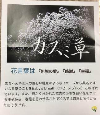 かすみ草について｜「ハナコー生花」　（三重県志摩市の花キューピット加盟店 花屋）のブログ