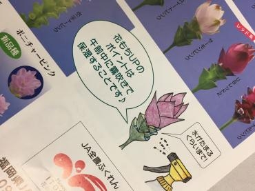 クルクマの花持ちポイント 花屋ブログ 三重県志摩市の花屋 ハナコー生花にフラワーギフトはお任せください 当店は 安心と信頼の花 キューピット加盟店です 花キューピットタウン