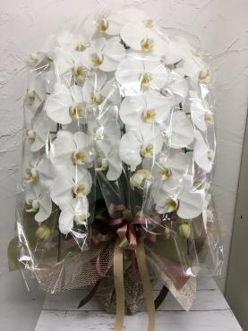 胡蝶蘭鉢お届けしました｜「ハナコー生花」　（三重県志摩市の花キューピット加盟店 花屋）のブログ