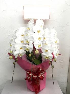 お祝い用胡蝶蘭鉢お届け｜「ハナコー生花」　（三重県志摩市の花キューピット加盟店 花屋）のブログ