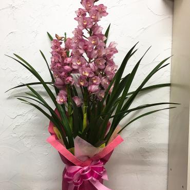 お祝いのラン鉢お届けしました。｜「ハナコー生花」　（三重県志摩市の花キューピット加盟店 花屋）のブログ