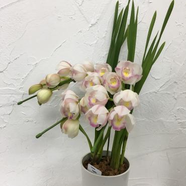 入荷しました。｜「ハナコー生花」　（三重県志摩市の花キューピット加盟店 花屋）のブログ