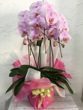 お祝い 胡蝶蘭｜「ハナコー生花」　（三重県志摩市の花キューピット加盟店 花屋）のブログ