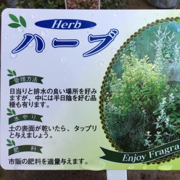 ハーブの苗入荷しました｜「ハナコー生花」　（三重県志摩市の花キューピット加盟店 花屋）のブログ