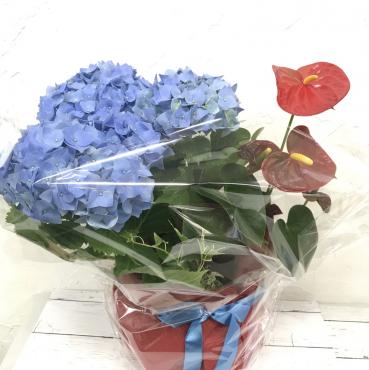 誕生日の鉢物｜「ハナコー生花」　（三重県志摩市の花キューピット加盟店 花屋）のブログ