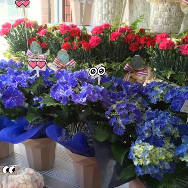 今度の日曜日は母の日ですよ｜「ハナコー生花」　（三重県志摩市の花キューピット加盟店 花屋）のブログ