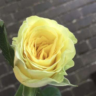 父の日｜「ハナコー生花」　（三重県志摩市の花キューピット加盟店 花屋）のブログ