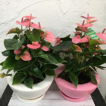 アンスリューム鉢入荷しました｜「ハナコー生花」　（三重県志摩市の花キューピット加盟店 花屋）のブログ