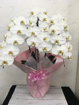 開店のお祝い用胡蝶蘭｜「ハナコー生花」　（三重県志摩市の花キューピット加盟店 花屋）のブログ