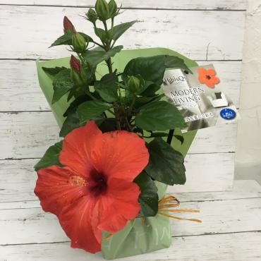 ハイビスカスの鉢｜「ハナコー生花」　（三重県志摩市の花キューピット加盟店 花屋）のブログ