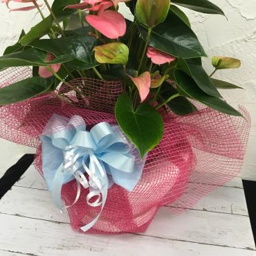 お祝いの花｜「ハナコー生花」　（三重県志摩市の花キューピット加盟店 花屋）のブログ