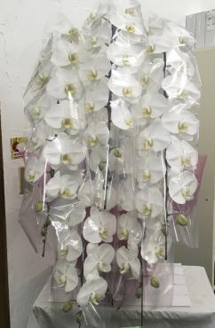 特注の胡蝶蘭、お届けしました。｜「ハナコー生花」　（三重県志摩市の花キューピット加盟店 花屋）のブログ