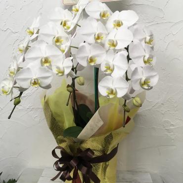 開店のお祝い｜「ハナコー生花」　（三重県志摩市の花キューピット加盟店 花屋）のブログ