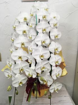 お祝い胡蝶蘭｜「ハナコー生花」　（三重県志摩市の花キューピット加盟店 花屋）のブログ