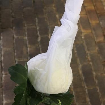 紙を取るのが大変。でも｜「ハナコー生花」　（三重県志摩市の花キューピット加盟店 花屋）のブログ