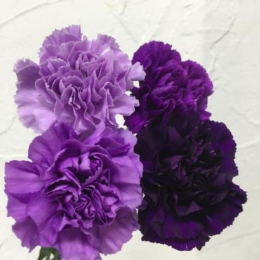 ムーンダスト｜「ハナコー生花」　（三重県志摩市の花キューピット加盟店 花屋）のブログ